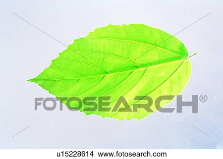 green, leaf, plant View Large Photo Image Picture - green, leaf, plant. Fotosearch