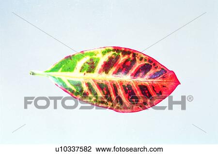 green, plant, orange View Large Photo Image Stock Image - green, plant, orange. Fotosearch