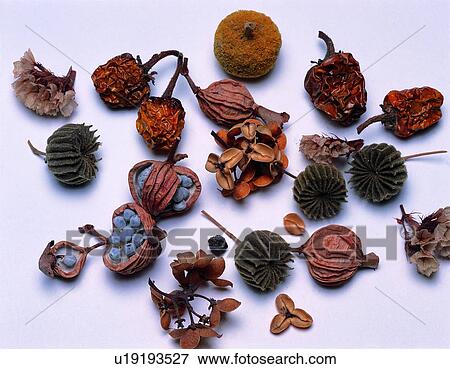 leaf, orange, brown, plant View Large Photo Image Stock Photo - leaf, orange, brown, plant. Fotosearch