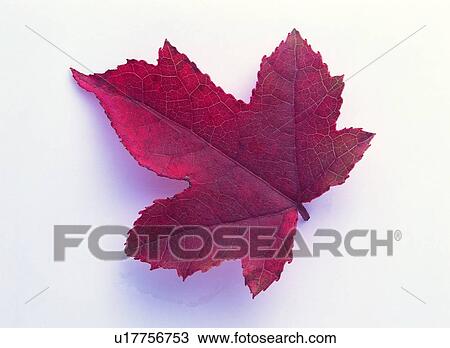 leaf, plant, orange, maple, brown View Large Photo Image Stock Image - leaf, plant, orange, maple, brown. Fotosearch