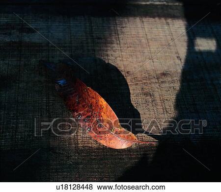 Stock Photo - leaf, shadow, sunlight, plant. Fotosearch