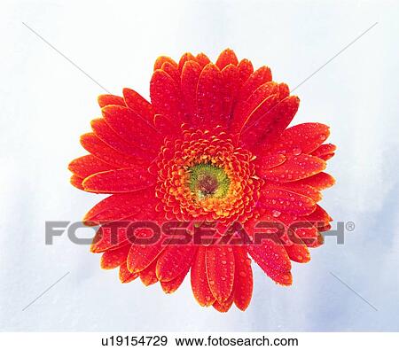orange, flower, plant, sunflower, red View Large Photo Image Stock Photo - orange, flower, plant, sunflower, red. Fotosearch