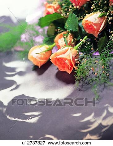 orange, flower, plant, yellow View Large Photo Image Stock Photo - orange, flower, plant, yellow. Fotosearch
