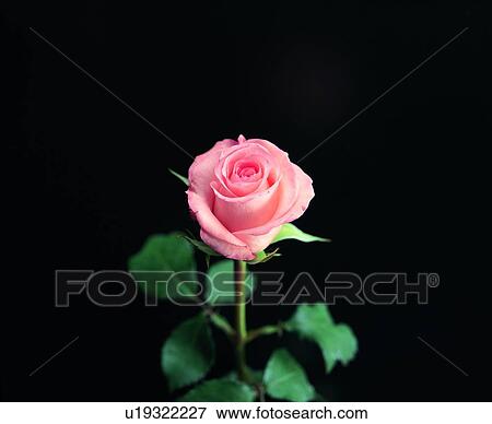 Stock Photo - pink, flower, plant. Fotosearch