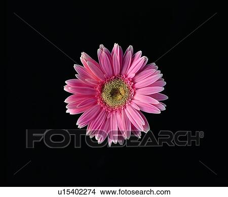 pink, flower, plant, sunflower View Large Photo Image Picture - pink, flower, plant, sunflower. Fotosearch