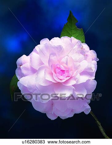 pink, plant, flower View Large Photo Image Stock Image - pink, plant, flower. Fotosearch