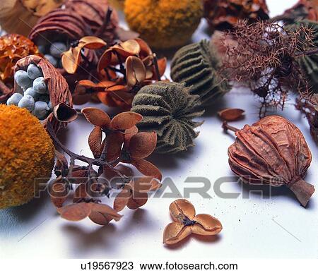 plant, brown, flower, fruit View Large Photo Image Stock Image - plant, brown, flower, fruit. Fotosearch