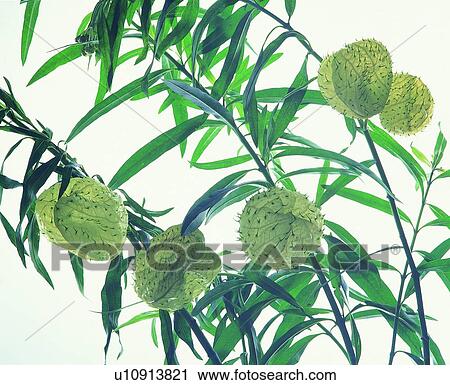 plant, flower, leaf, green View Large Photo Image Stock Image - plant, flower, leaf, green. Fotosearch