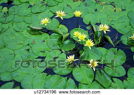 plant, flower, leaf, green View Large Photo Image Stock Photograph - plant, flower, leaf, green. Fotosearch