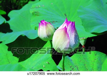 plant, flower, leaf, green View Large Photo Image Stock Photography - plant, flower, leaf, green. Fotosearch