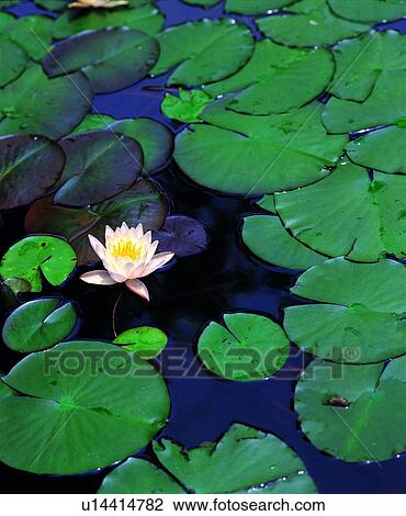 Stock Image - plant, flower, leaf, pond, pool. Fotosearch