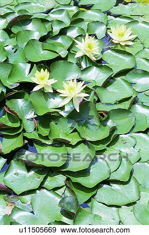 plant, flower, leaf View Large Photo Image Stock Photo - plant, flower, leaf. Fotosearch