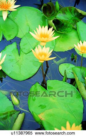 Stock Photography - plant, flower, leaf, yellow, pond, pool. Fotosearch