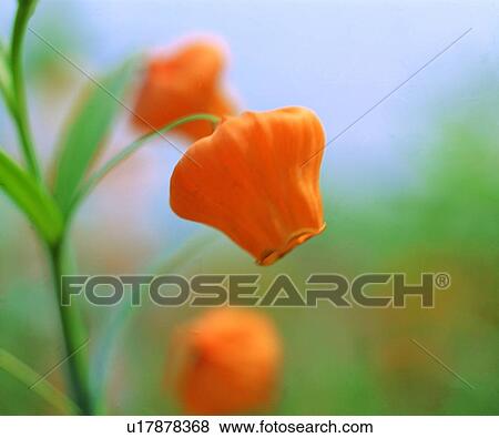 plant, flower, orange, yellow View Large Photo Image Stock Photo - plant, flower, orange, yellow. Fotosearch