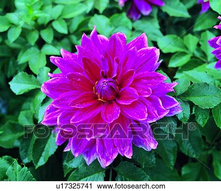 plant, flower, peach, pink View Large Photo Image Stock Image - plant, flower, peach, pink. Fotosearch