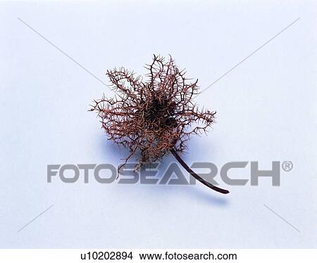 plant, flower View Large Photo Image Picture - plant, flower. Fotosearch