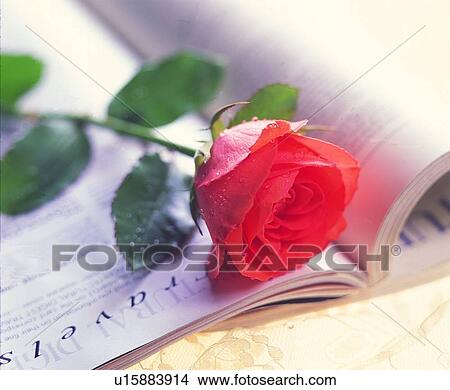 Picture - plant, flower, pink, book, rose. Fotosearch