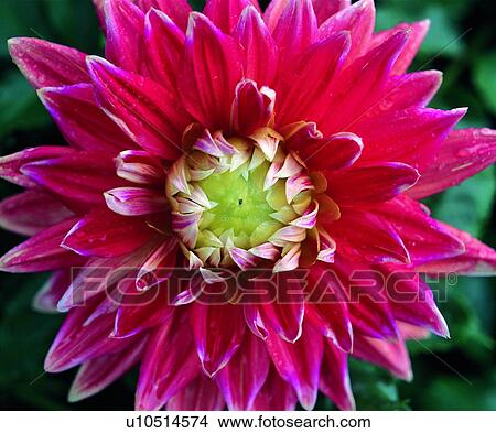 plant, flower, pink, peach View Large Photo Image Picture - plant, flower, pink, peach. Fotosearch