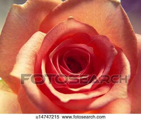 Stock Photography - plant, flower, pink, rose. Fotosearch