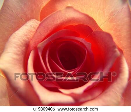 plant, flower, pink, rose View Large Photo Image Stock Photography - plant, flower, pink, rose. Fotosearch
