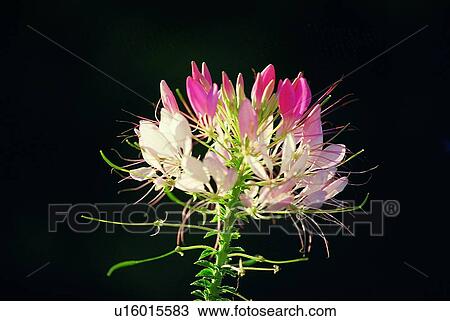 Stock Image - plant, flower, pink. Fotosearch