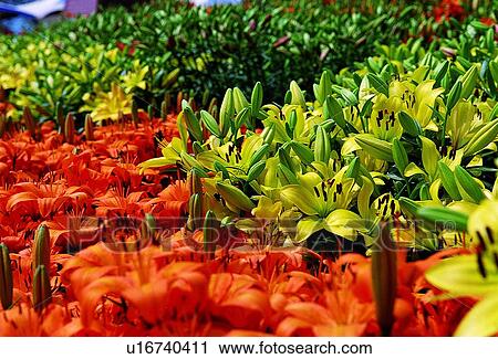 plant, flower, pink View Large Photo Image Stock Image - plant, flower, pink. Fotosearch