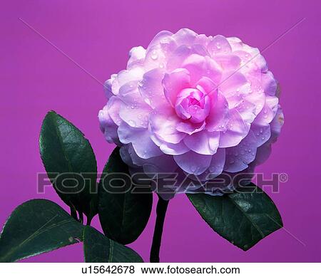 plant, flower, pink View Large Photo Image Stock Photo - plant, flower, pink. Fotosearch