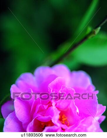 plant, flower, pink View Large Photo Image Stock Photograph - plant, flower, pink. Fotosearch