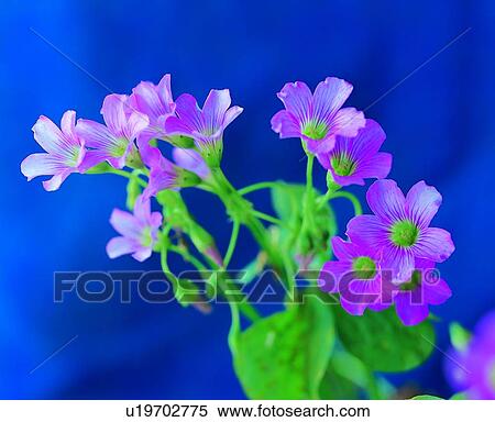 plant, flower, pink View Large Photo Image Stock Photography - plant, flower, pink. Fotosearch
