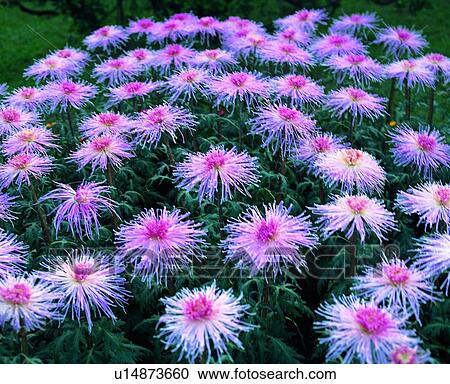 plant, flower, purple View Large Photo Image Stock Image - plant, flower, purple. Fotosearch