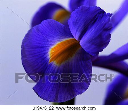 plant, flower, purple View Large Photo Image Stock Image - plant, flower, purple. Fotosearch