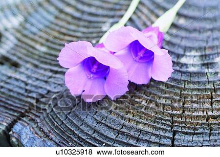 plant, flower, purple View Large Photo Image Stock Photo - plant, flower, purple. Fotosearch