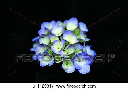 plant, flower, purple View Large Photo Image Stock Photo - plant, flower, purple. Fotosearch