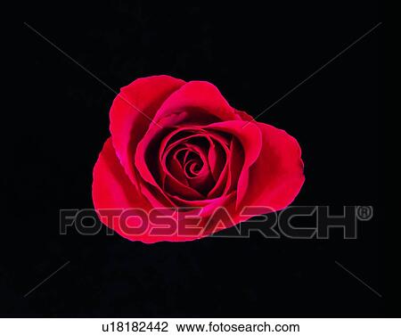 plant, flower, red, rose View Large Photo Image Stock Image - plant, flower, red, rose. Fotosearch