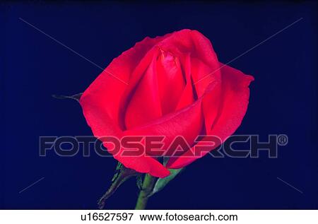 plant, flower, red, rose View Large Photo Image Stock Photo - plant, flower, red, rose. Fotosearch