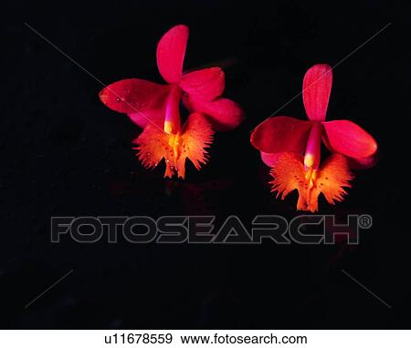 plant, flower, red View Large Photo Image Stock Photo - plant, flower, red. Fotosearch