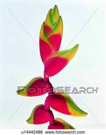 plant, flower, red View Large Photo Image Stock Photo - plant, flower, red. Fotosearch