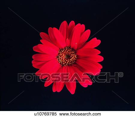 plant, flower, red, sunflower View Large Photo Image Stock Photography - plant, flower, red, sunflower. Fotosearch