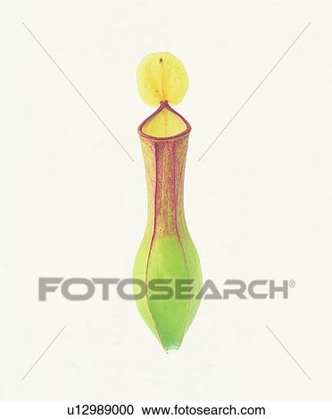 plant, flower View Large Photo Image Stock Image - plant, flower. Fotosearch