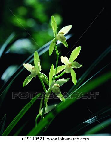 plant, flower View Large Photo Image Stock Image - plant, flower. Fotosearch