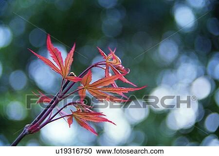 plant, flower View Large Photo Image Stock Image - plant, flower. Fotosearch