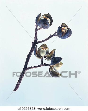 plant, flower View Large Photo Image Stock Photo - plant, flower. Fotosearch