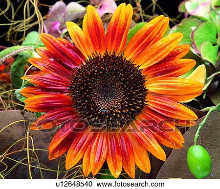 plant, flower, sunflower, orange View Large Photo Image Stock Image - plant, flower, sunflower, orange. Fotosearch