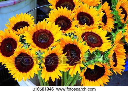 Stock Photograph - plant, flower, sunflower, yellow. Fotosearch