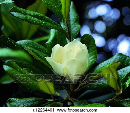 plant, flower, white View Large Photo Image Stock Image - plant, flower, white. Fotosearch