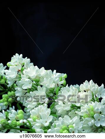 Stock Photography - plant, flower, white. Fotosearch