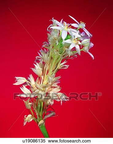 plant, flower, white View Large Photo Image Stock Photography - plant, flower, white. Fotosearch