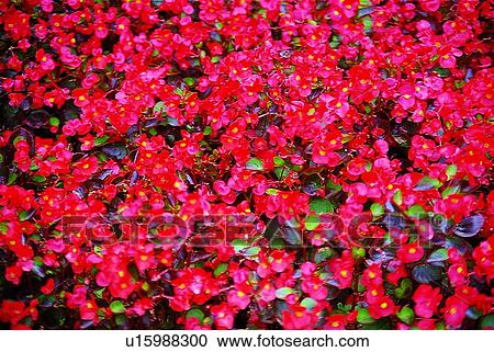 plant, flower, yellow, orange View Large Photo Image Stock Image - plant, flower, yellow, orange. Fotosearch