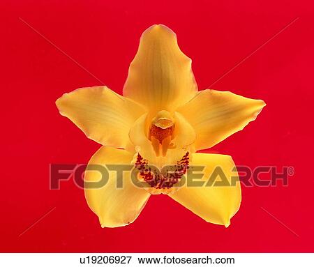 plant, flower, yellow, red View Large Photo Image Stock Photo - plant, flower, yellow, red. Fotosearch