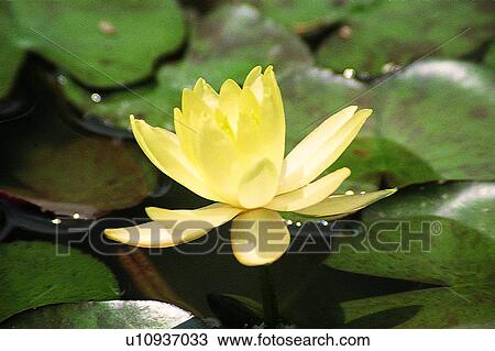 plant, flower, yellow View Large Photo Image Stock Image - plant, flower, yellow. Fotosearch